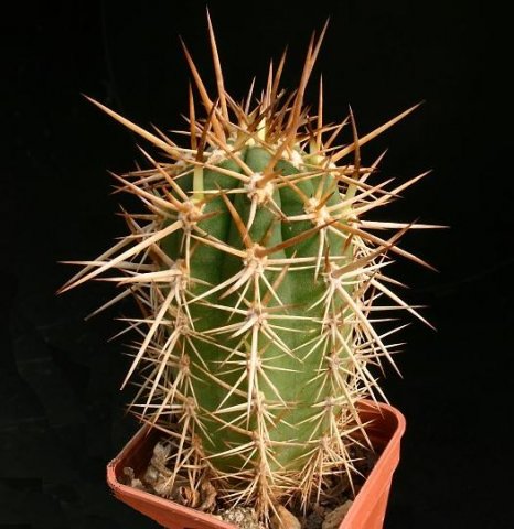Trichocereus_chiloensis